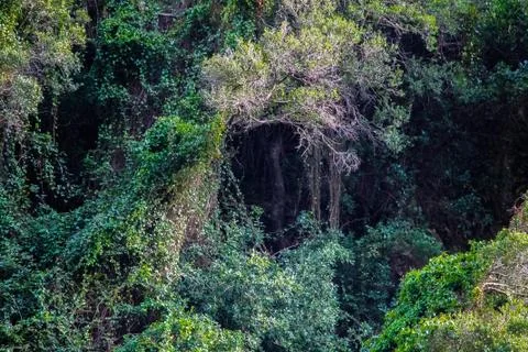 Branch cave Stock Photos