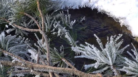 Branch of cedar covered with hoarfrost Видео 80404567