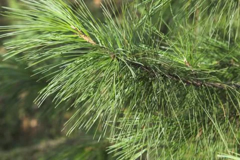 Branch of a cedar 스톡 사진