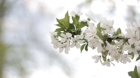 The branch of cherries Video stock 51670890