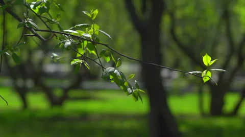 The branch of cherries with leaves first Stock Footage 57731980