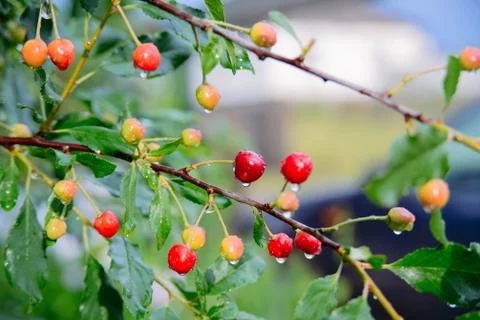 Branch of cherries Stock Photos