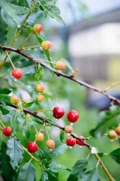 Branch of cherries Stock-Fotos