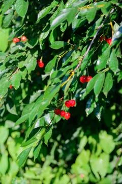 Branch of cherries Stock Photos