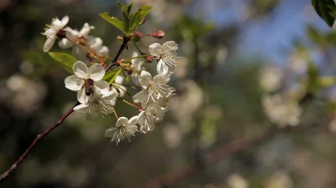 Branch of cherry and a bee Stock Footage 50393718