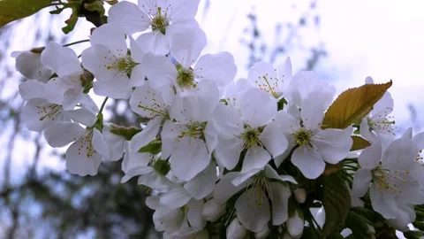 A branch of cherry blossom on the background of the sky. Flowering of gardens in Stock Footage 263887368