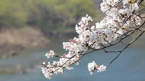 Branch of a cherry blossom tree Video stock 310919598