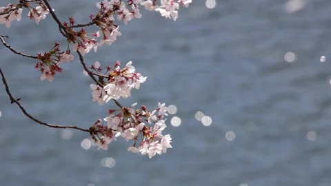 Branch of a cherry blossom tree Video stock 310919599