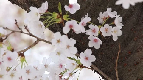 Branch of a cherry blossom tree Video stock 310919616