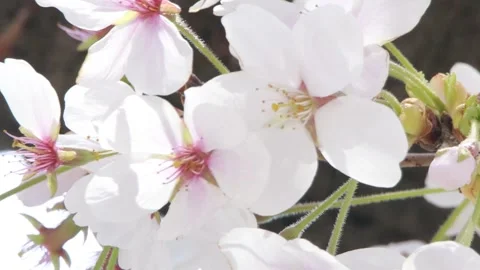 Branch of a cherry blossom tree Video stock 310919619