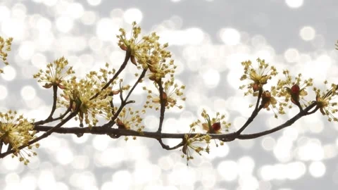 Branch of a cherry blossom tree Video stock 310919625