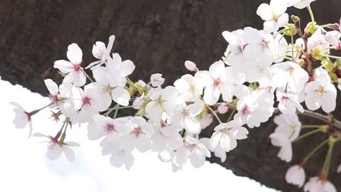 Branch of a cherry blossom tree 스톡 동영상 310919639