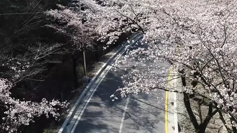 Branch of a cherry blossom trees Vídeo Stock 310919560