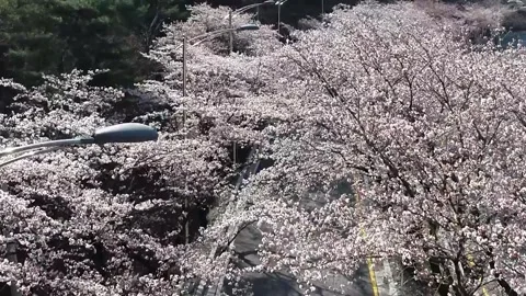 Branch of a cherry blossom trees Video stock 310919568