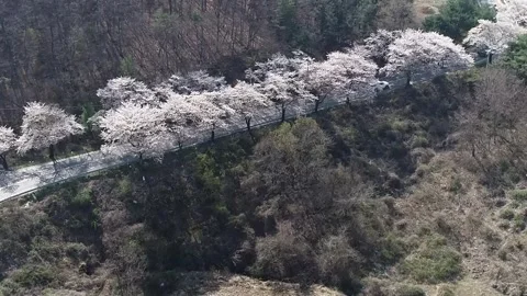 Branch of a cherry blossom trees Video stock 310919575