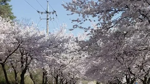 Branch of a cherry blossom trees Video stock 310919592