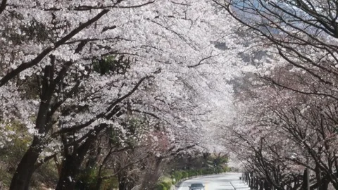 Branch of a cherry blossom trees Video stock 310919621