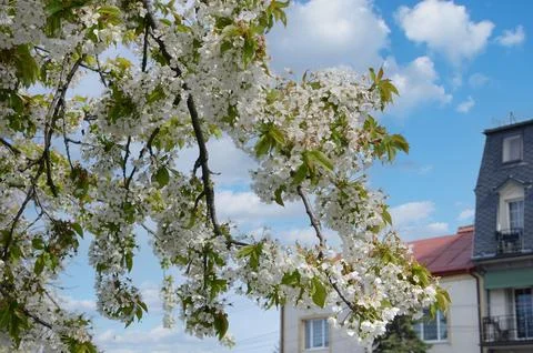 Branch of cherry blossoms against the backdrop of an old building in spring Foto stock