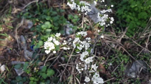 Branch cherry blossoms on a background of green grass, top view, close-up. On th Stock Footage 100199719
