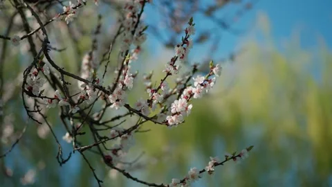 Branch of cherry blossoms on background of sky. Concept of spring flowering Stock Footage 276625343