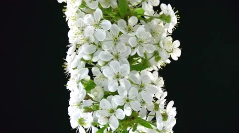 Branch of cherry blossoms on a black background. Time lapse. Stock-Footage 56768141