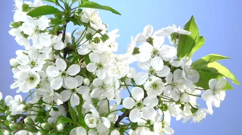 Branch of cherry blossoms on a blue background. Time lapse. Stock Footage 56743765