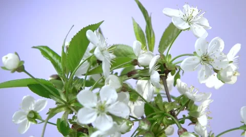Branch of cherry blossoms on a blue background. Time lapse. Video stock 56743766