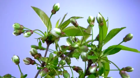 Branch of cherry blossoms on a blue background. Time lapse. Video stock 56743856