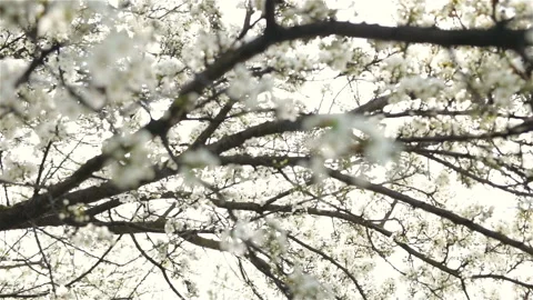 A branch of cherry blossoms close-up against the sky. Bottom-up view, real time, Stock Footage 100342822