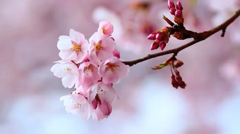 A branch of the cherry blossoms. Close Up. Stock Footage 37172044