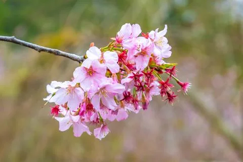 Branch of cherry blossoms, close up Stock Photos
