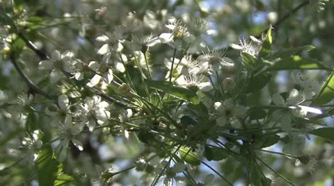 Branch of the cherry blossoms Stock Footage 10775482