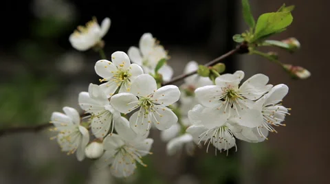 Branch with cherry blossoms Stock Footage 50393815