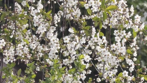 Branch of cherry blossoms Video stock 253432233