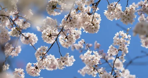 A branch of cherry blossoms in full bloom. Stock Footage 139298217