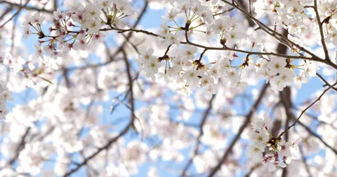 A branch of cherry blossoms in full bloom. 스톡 동영상 139500544