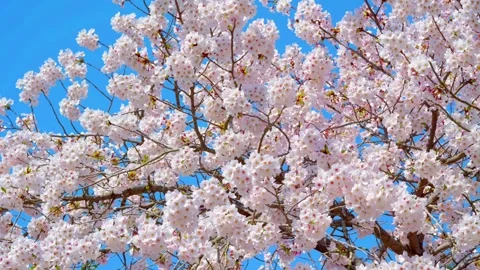 A branch of cherry blossoms in full bloom Vidéo 306029267