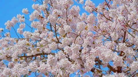 A branch of cherry blossoms in full bloom 스톡 동영상 306029331