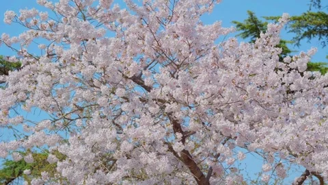 A branch of cherry blossoms in full bloom 스톡 동영상 306029359