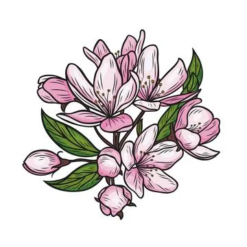 Branch with cherry blossoms Stock Illustration
