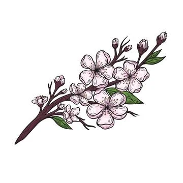 Branch with cherry blossoms Stock Illustration
