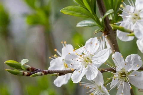 Branch of cherry blossoms Stock Photos