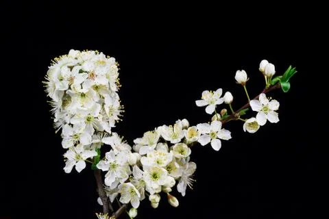 Branch of cherry blossoms Stock Photos