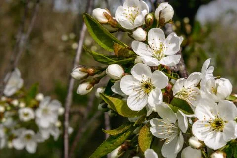 A branch of cherry blossoms. Stock Photos
