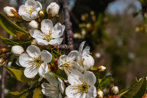 A branch of cherry blossoms. Stock Photos