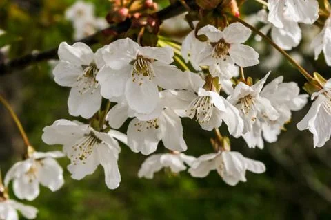 A branch of cherry blossoms. Stock Photos