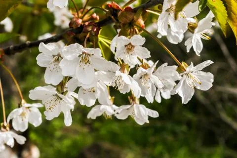A branch of cherry blossoms. Stock Photos