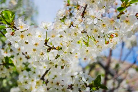 A branch of cherry blossoms Stock Photos
