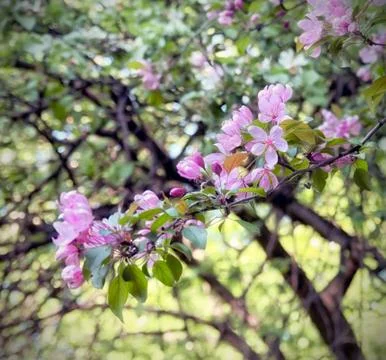 Branch of cherry blossoms Stock Photos