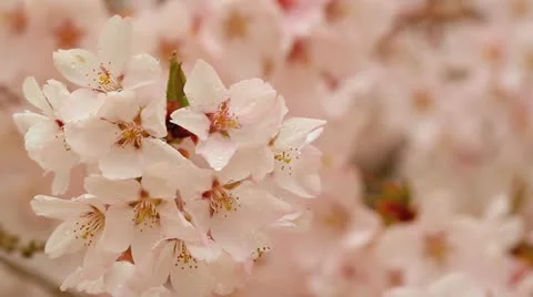 Branch of cherry blossoms in the rain. Stock Footage 10900579
